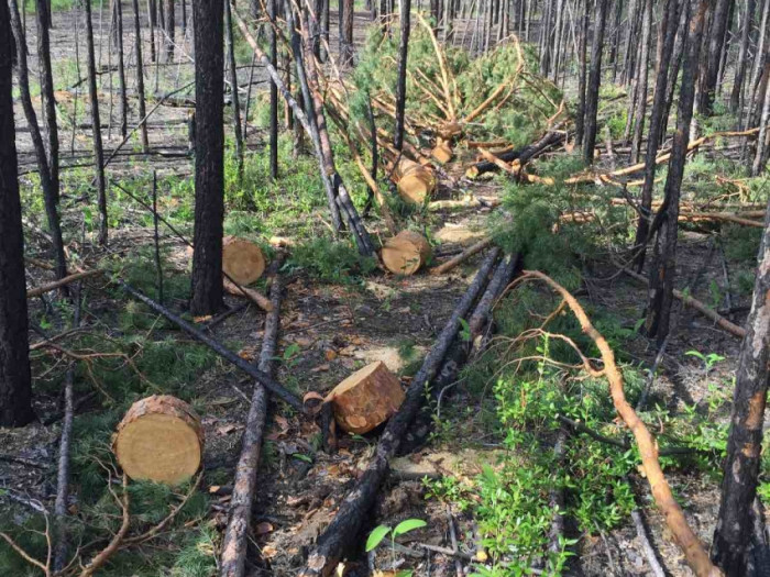 33 факта незаконной рубки леса выявило минприроды Забайкалья