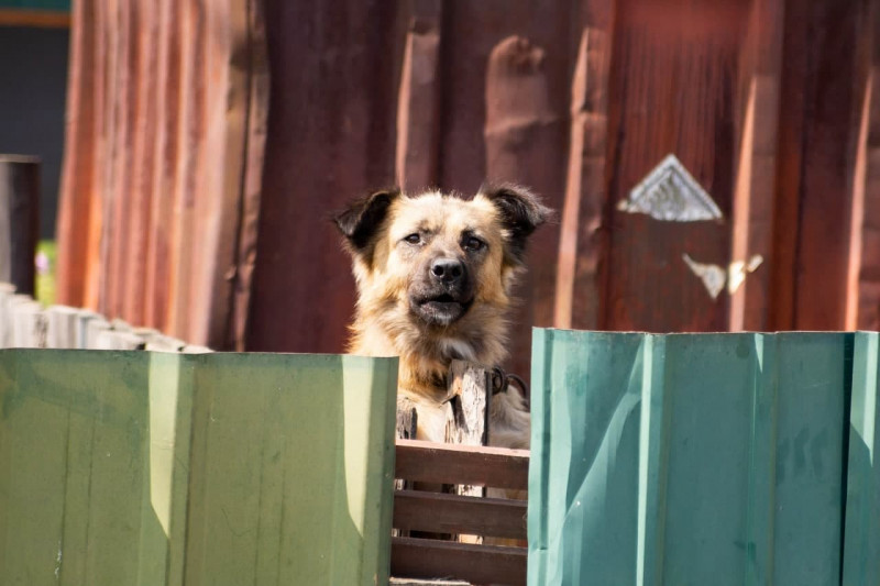 Домашние собаки были в стае, которая напала на мужчину в Краснокаменске – Колпаков