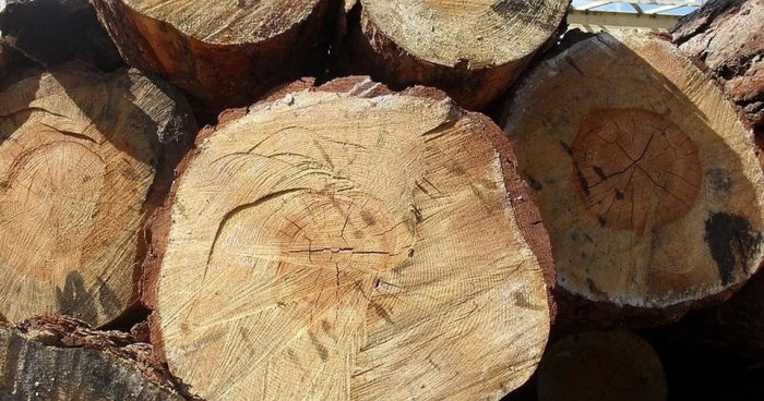 Читинцу грозит до 2 лет лишения свободы за 9 срубленных деревьев