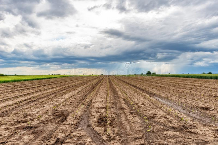 Аграрии Забайкалья застраховали 124 тыс. га сельхозземель в 2021 году