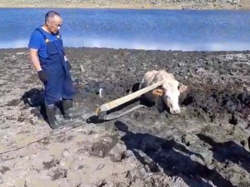 Нелёгкая работа – сотрудники «Забайкалпожспаса» спасли из болота корову в Забайкалье