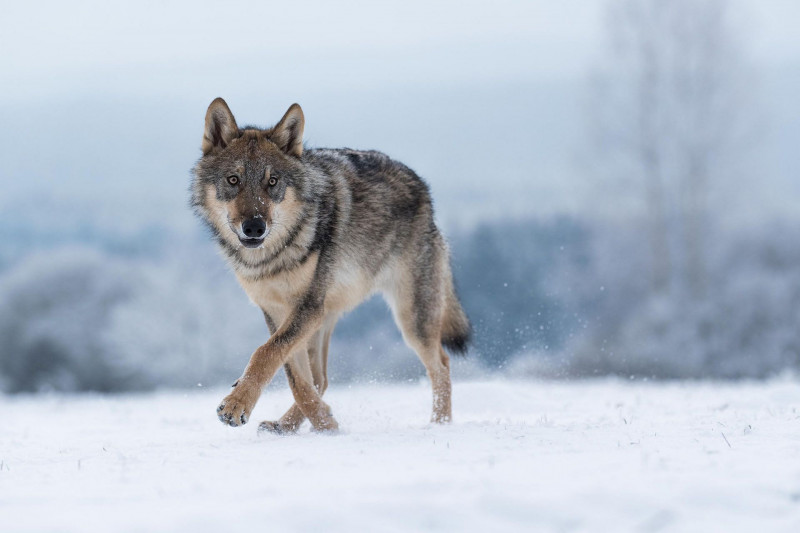 Волки из Якутии появились в Сретенском районе Забайкалья 