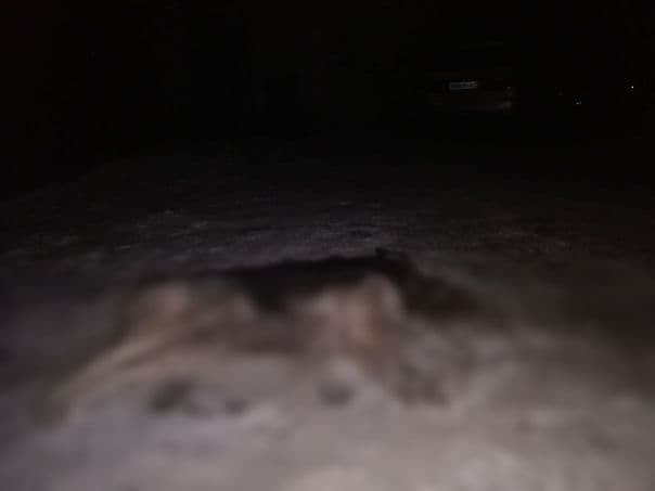 Труп пса в ошейнике нашли во дворе на улице Чкалова в Чите (18+)