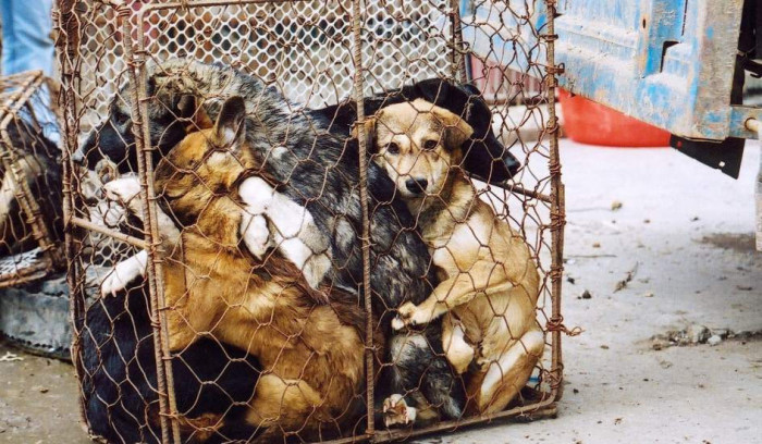 Обвиняемая в жестоком обращении с животными компания начала отлов собак в Чите