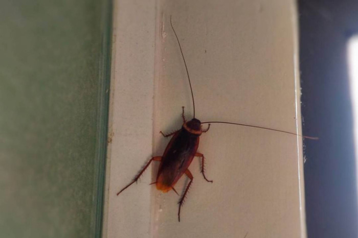 Женщина пожаловалась на тараканов в одном из магазинов Читы