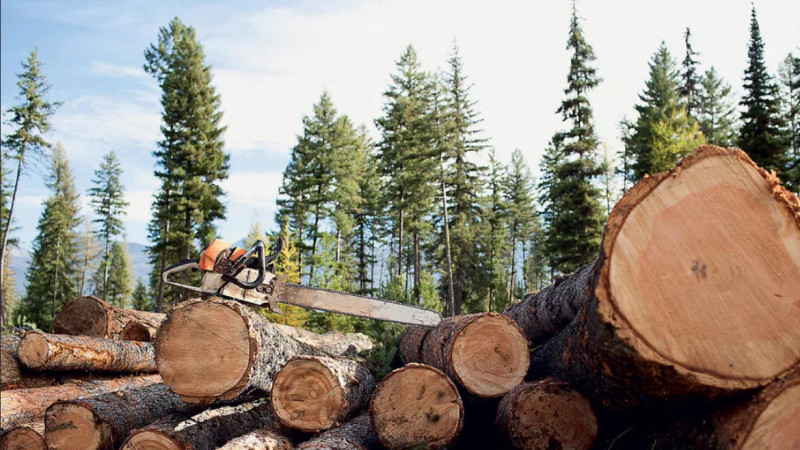 Банду из Хилокского района будут судить за вырубку леса на 1,2 млн рублей