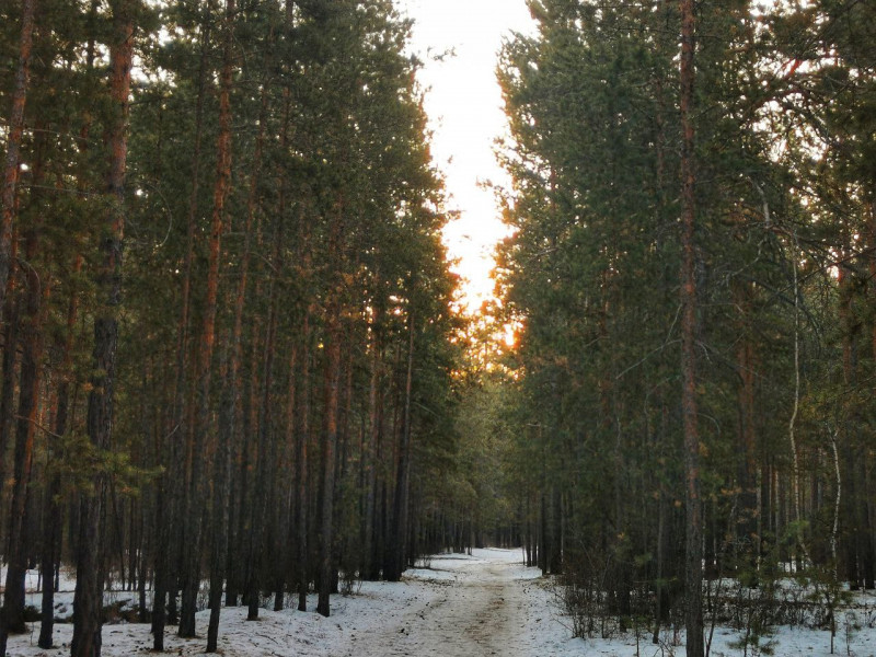 Пятеро жителей Забайкалья незаконно вырубили больше 200 деревьев почти на 9 миллионов рублей