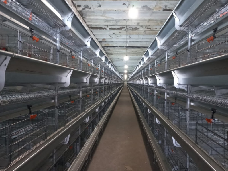 На Читинской птицефабрике установили комплекс на 60 тысяч кур