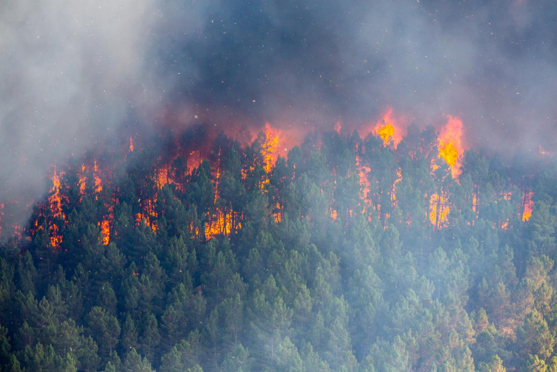 В Шилкинском районе Забайкалья ввели ЧС из-за лесных пожаров