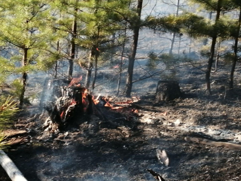 25 гектаров леса сгорело утром 17 мая в районе Забайкалья