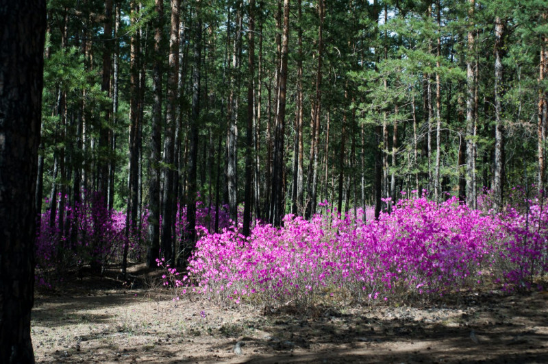 Ограничение на посещение леса продлили до 18 мая в Забайкалье