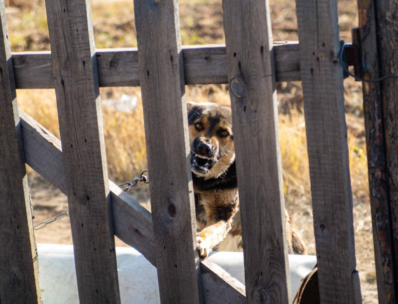 Собаки 29 раз нападали на жителей Читинского района за 2021-2022 год