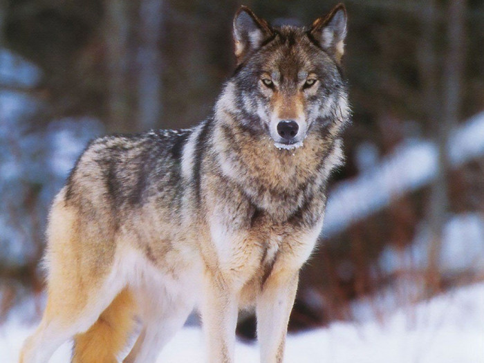 Краевое минприроды будет платить 7 тыс. руб. за убитого волка