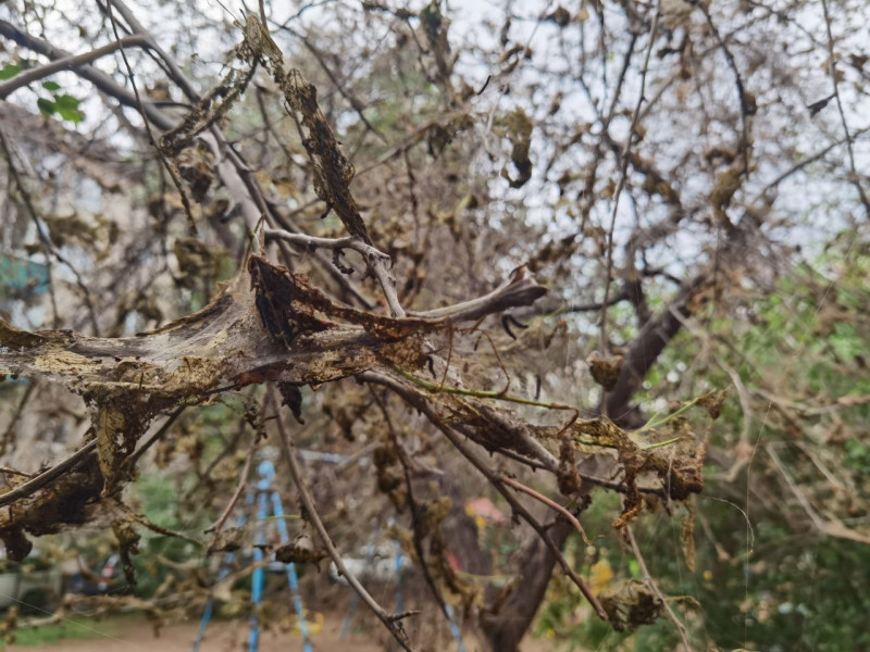 Гусеницы съели деревья во дворе дома. Фото: ZabNews