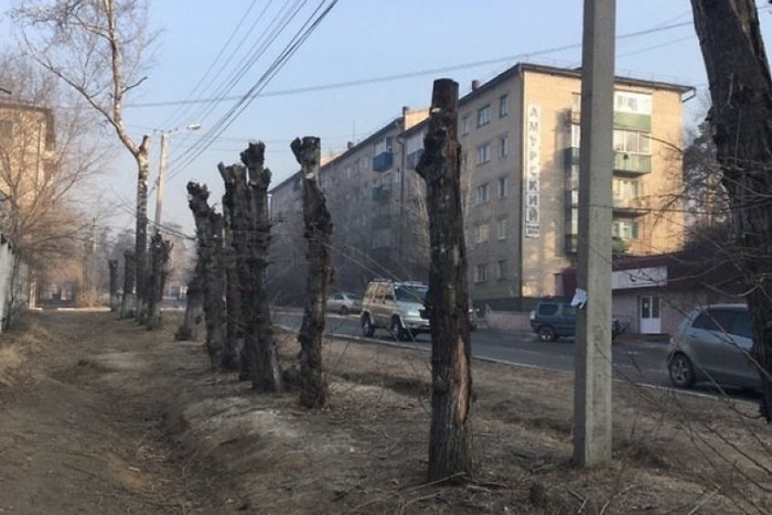 Общественница: Хватит «кусать» деревья в Чите