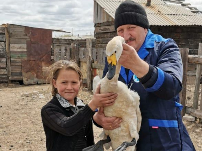 Школьница спасла лебедя от собак в Борзинском районе Забайкалья