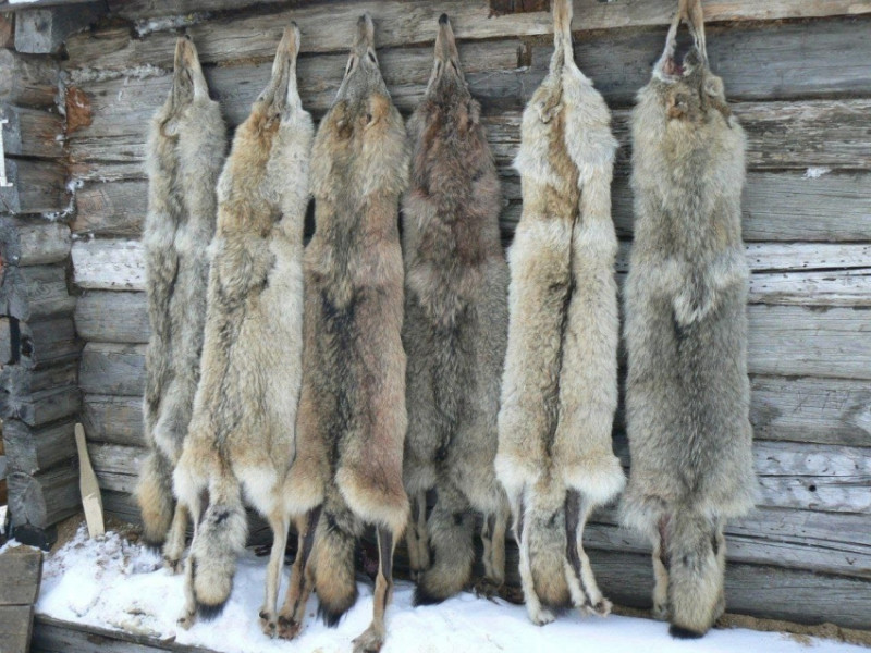 Все охотники на волков в Забайкалье должны сдать разрешение до 20 апреля