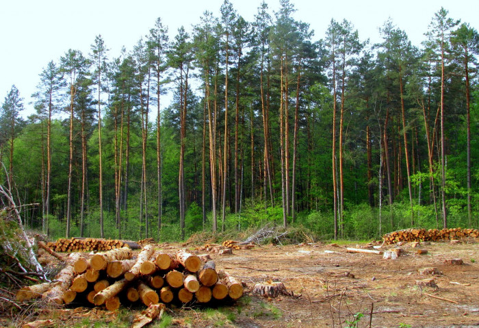 Забайкалье попало на 5 место по скорости исчезновения леса в стране