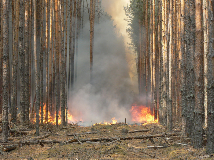 Количество лесных пожаров за сутки выросло до 13 в Забайкалье