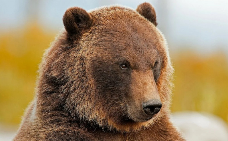 В минприроде Забайкалья рассказали, что делать, если увидели медведя в населённых пунктах