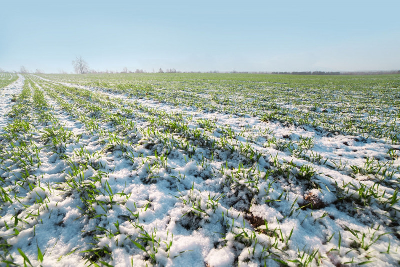 Аграриям Забайкалья посоветовали защищать посевы из-за заморозков