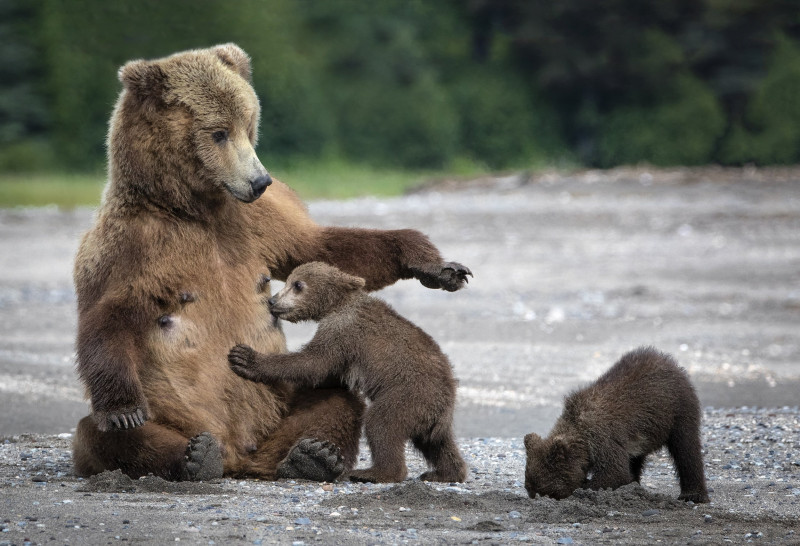 Медведицу с двумя медвежатами заметили около дороги под Читой