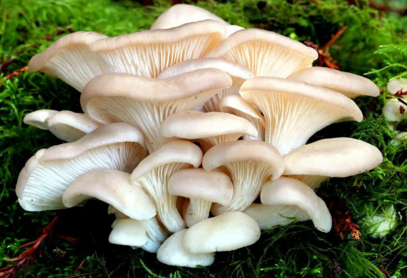 преступники выращивают грибы в Забайкалье