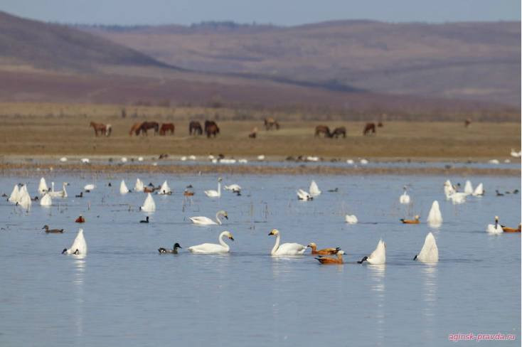 Лебеди прилетели на белоснежное озеро Бильчир в Забайкалье (ВИДЕО)