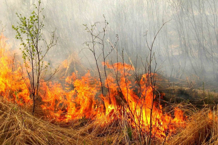 Четверых поджигателей леса за неделю поймали сотрудники Госпожнадзора в Забайкалье