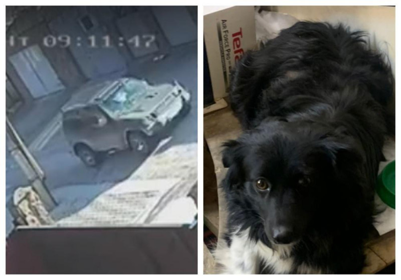 Жительница Новосибирской области потребовала наказать водителя, намеренно задавившего её собаку