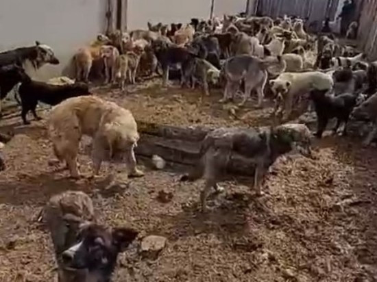 Варламов обратил внимание на историю с пожирающими друг друга собаками в приюте Читы