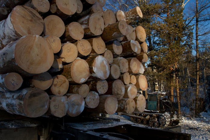 Объём незаконно заготавливаемой древесины снизился в Забайкалье на 60% за 2020 г.