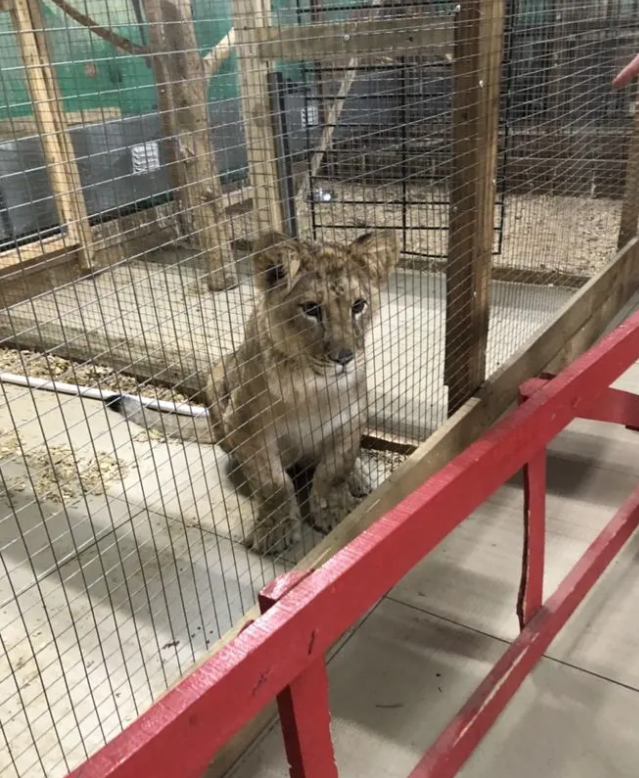 Хозяин зоопарка «Радуга» в Чите заявил, что пока не продал шестимесячного льва