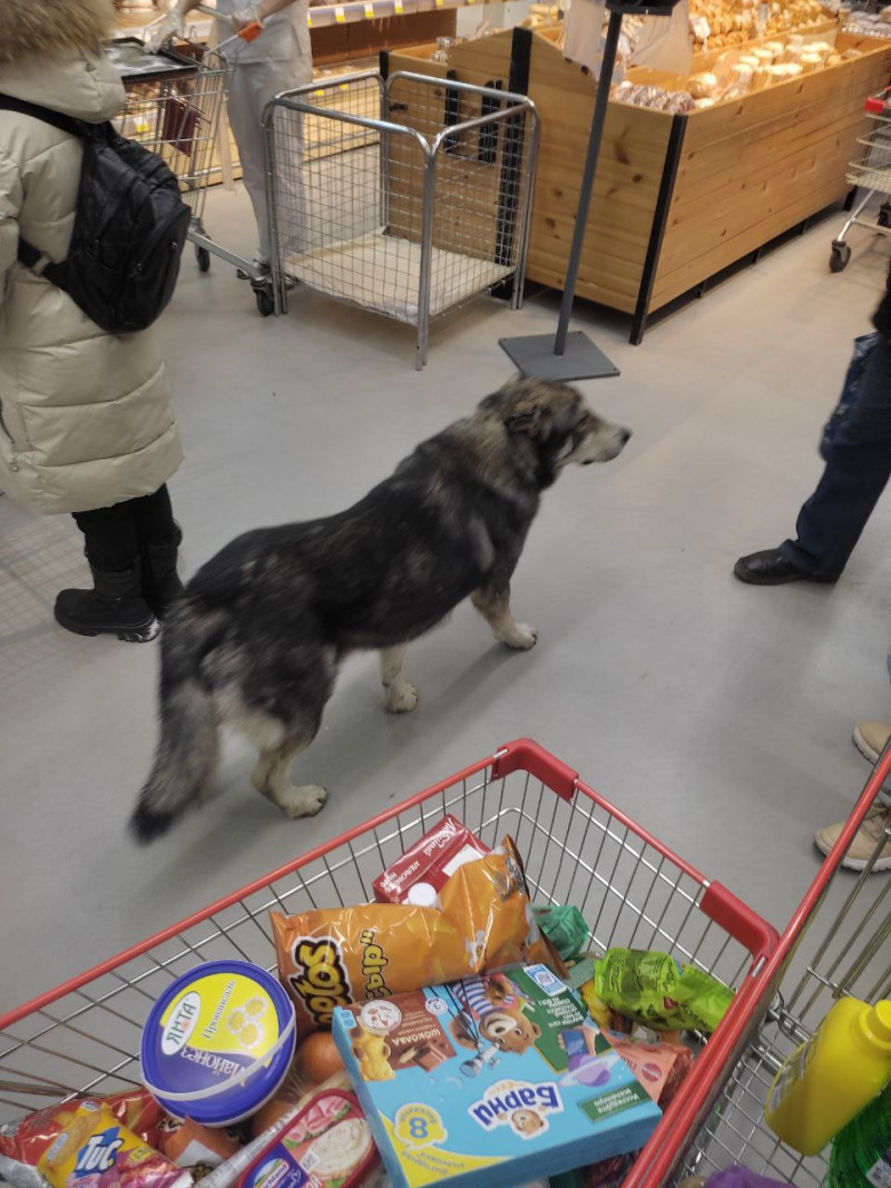 Пёс бродил по торговому центру на КСК в Чите – видео