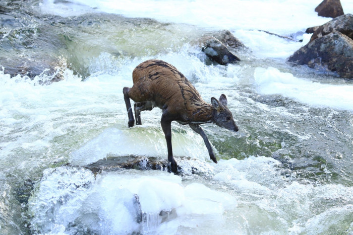 Кабарга ушла по реке от преследовавших её хищников в заповеднике Забайкалья – фото