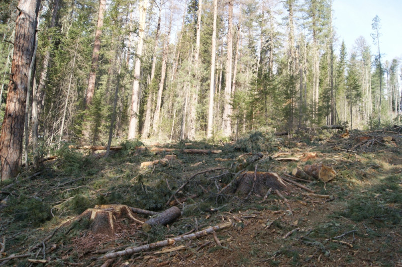 Лесничий попал под следствие за вырубку кедра на его участке в Забайкалье