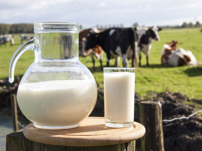 Фестиваль молока пройдёт на Сагаалган в Агинском 12 февраля