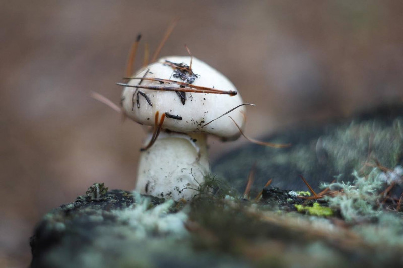 «Маслята попёрли наперегонки», – жители Забайкалья начали публиковать фото первых грибов