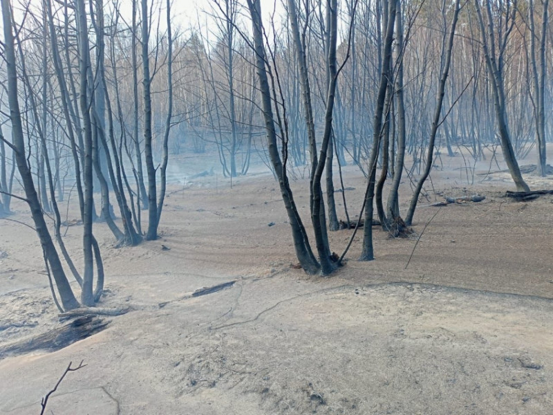 Всех виновников четырёх лесных пожаров выявили в Акшинском районе - это оказались местные жители