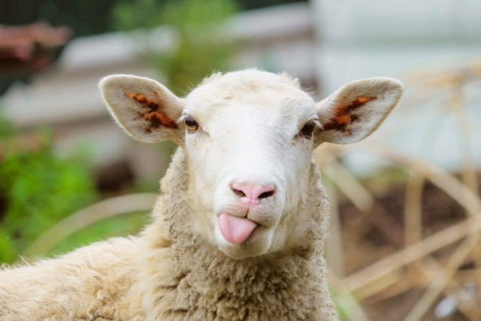 Новую комплексную программу развития овцеводства приняли в Забайкалье