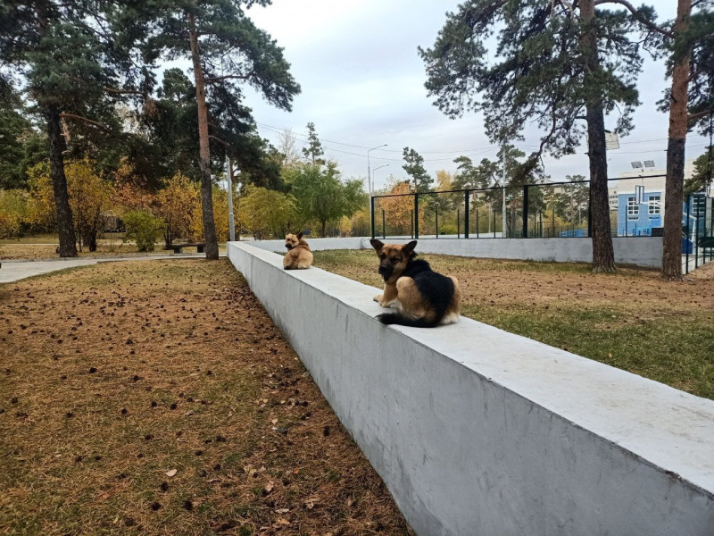 Бездомные собаки в Пионерском парке Читы