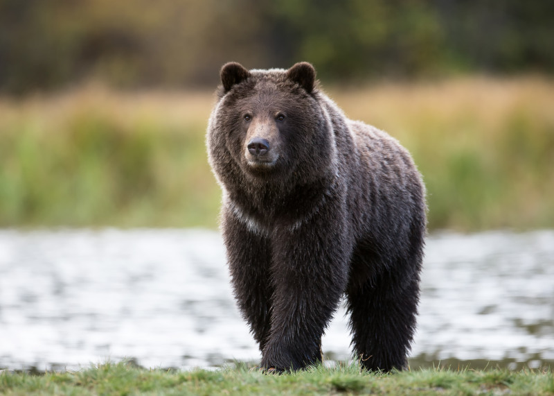 Медведя увидели в лесу в Антипихе