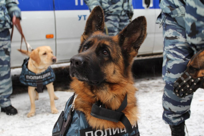 Служебная собака помогла раскрыть автомобильную кражу в Чите