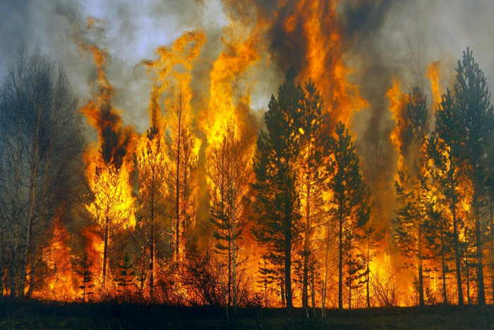 Особый противопожарный режим на пребывание в лесах продлили в Забайкалье