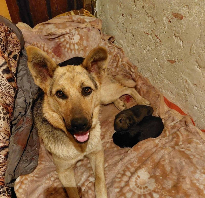 Родившую двух щенков на площади Ленина в Чите собаку забрали на новую временную передержку
