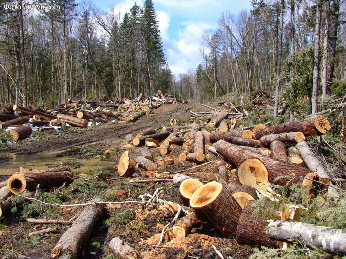 Антирейтинг по незаконной вырубке леса за 2020 года составили в Забайкалье
