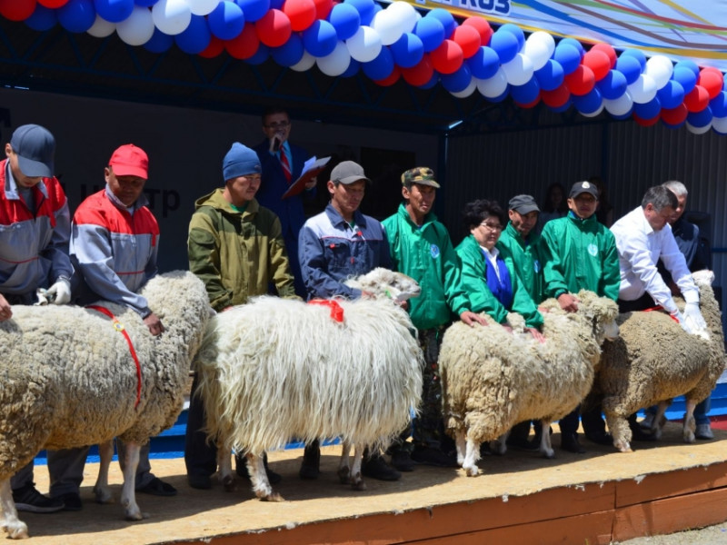 Выставка овец и коз впервые пройдет в центре Читы со 2 по 5 июня