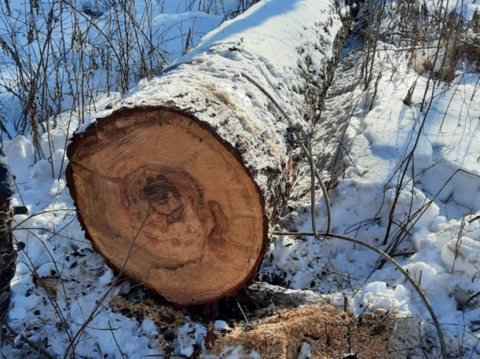 Минприроды Забайкалья за неделю выявило 22 случая незаконной рубки леса