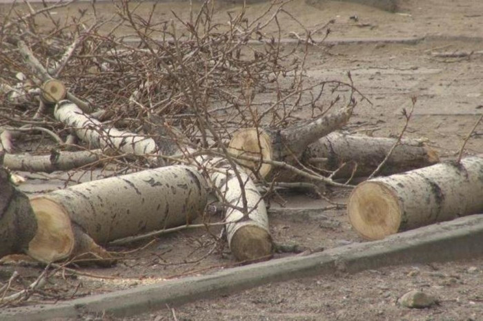 Гренишин посоветовал общественникам ради тепла и ровных дорог пожертвовать деревьями