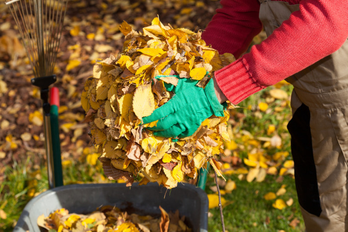 Эколог из Читы объяснил, почему нельзя убирать осенью листву